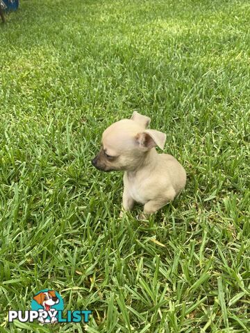 Purebred Chihuahua Boy Puppies