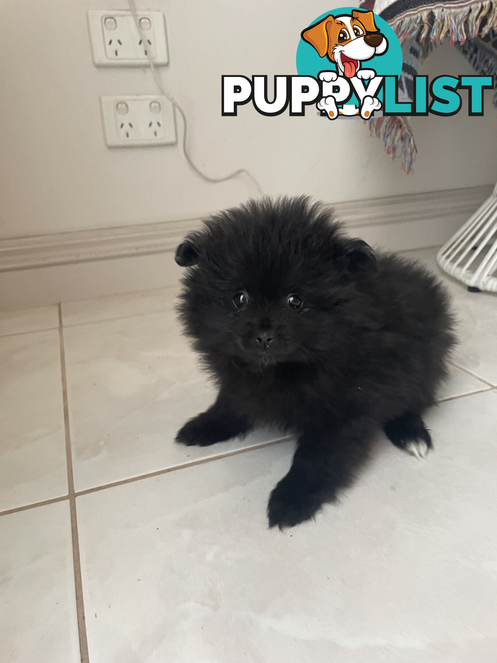 Pomeranian puppies