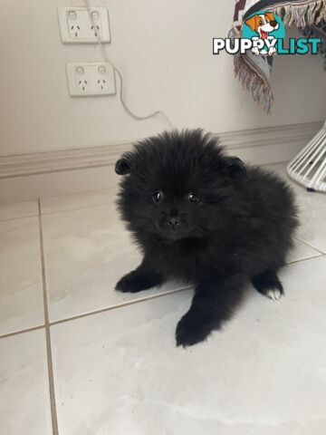 Pomeranian puppies