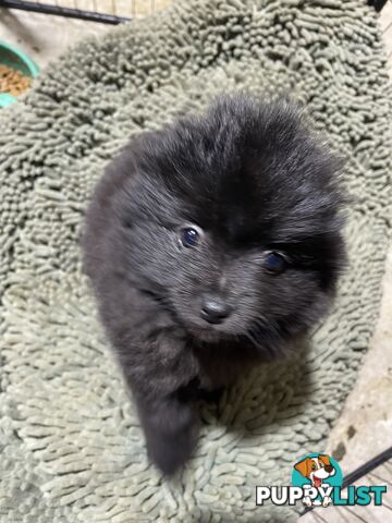 Pomeranian puppies