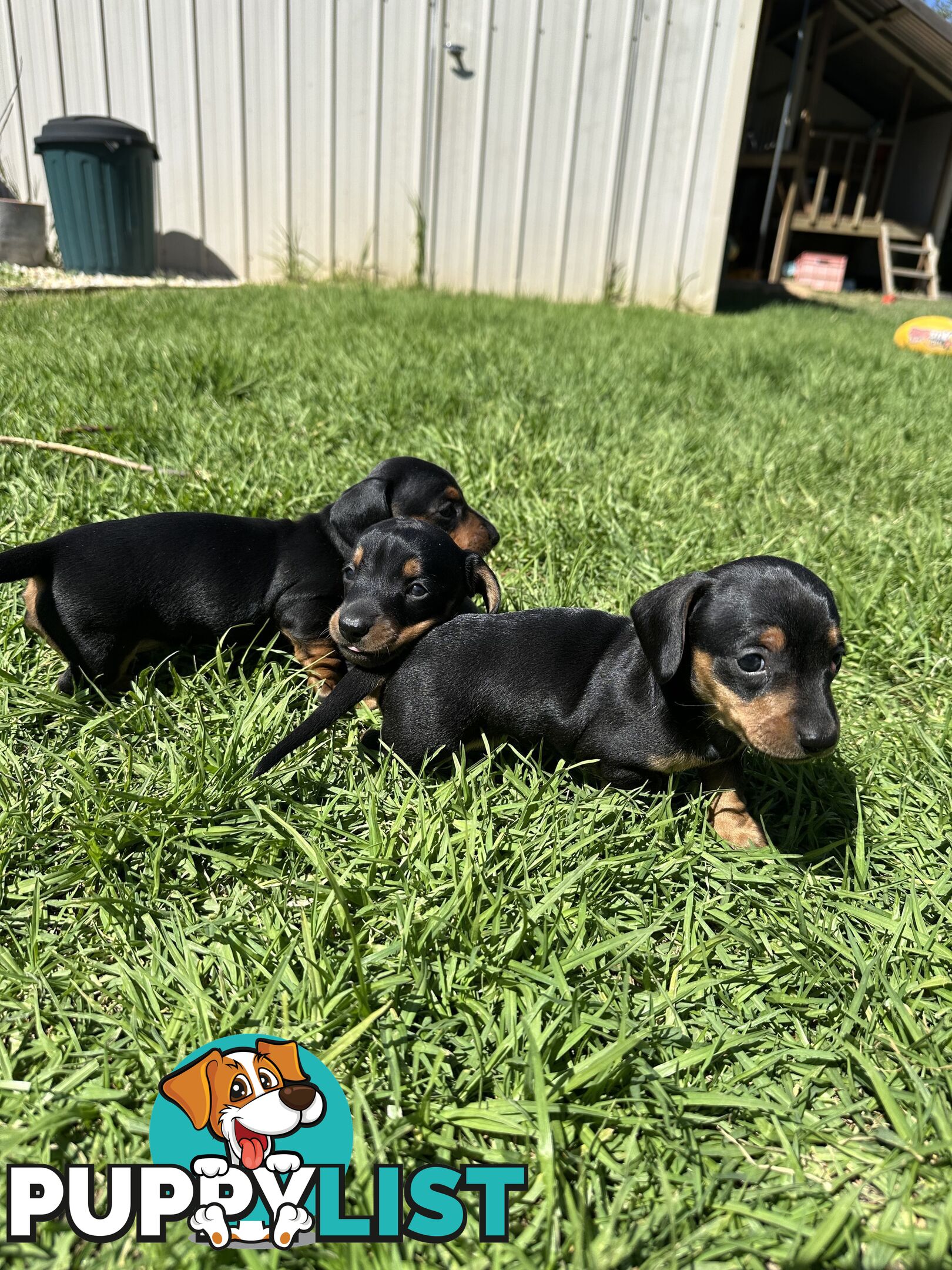 Purebred Dachshund Puppies