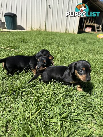 Purebred Dachshund Puppies