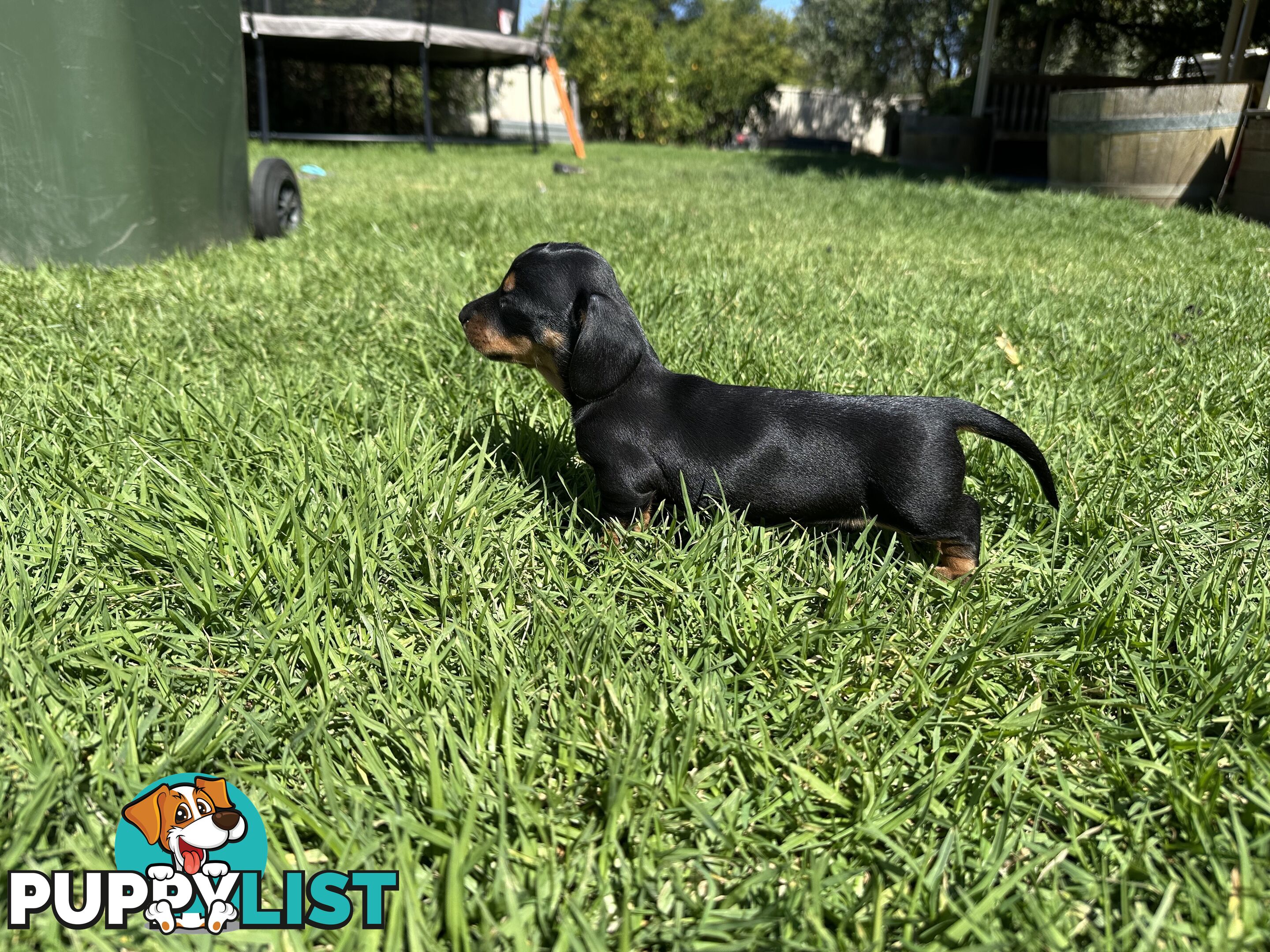 Purebred Dachshund Puppies