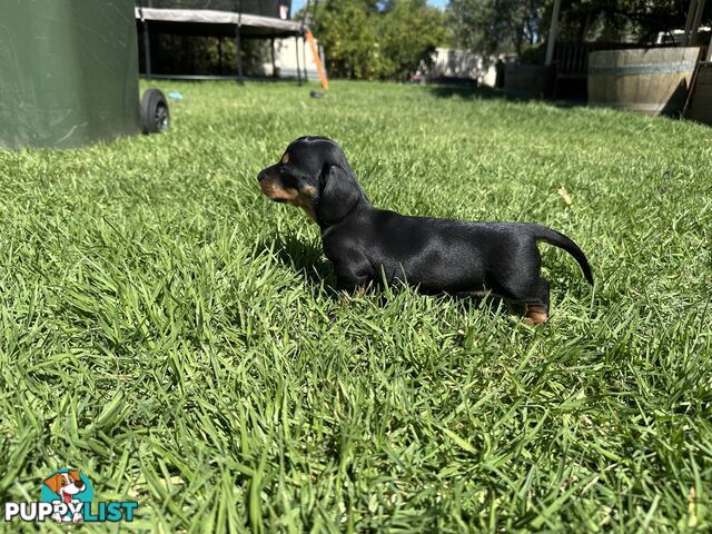 Purebred Dachshund Puppies