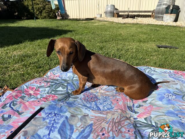 Purebred Dachshund Puppies