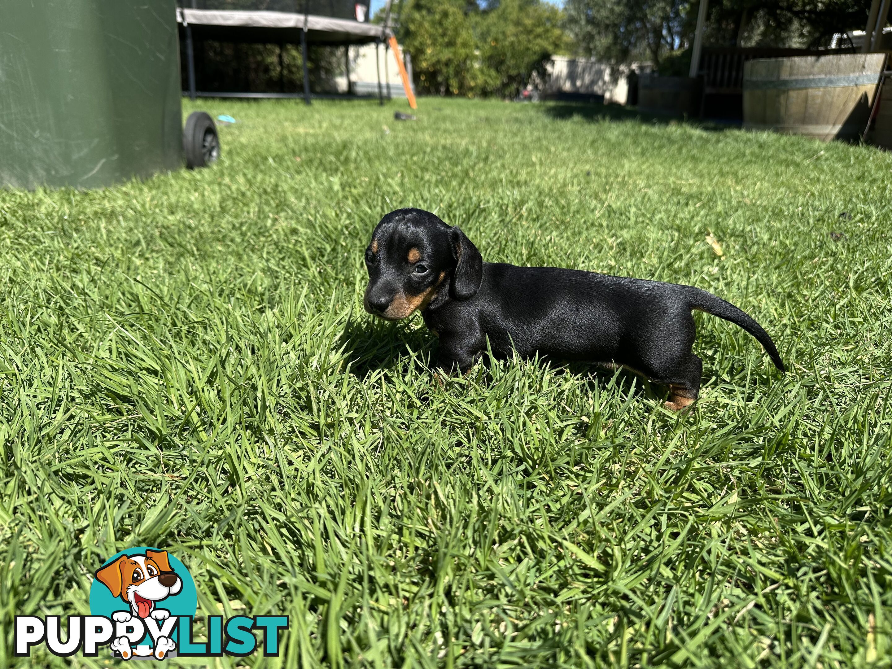 Purebred Dachshund Puppies