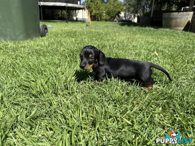 Purebred Dachshund Puppies