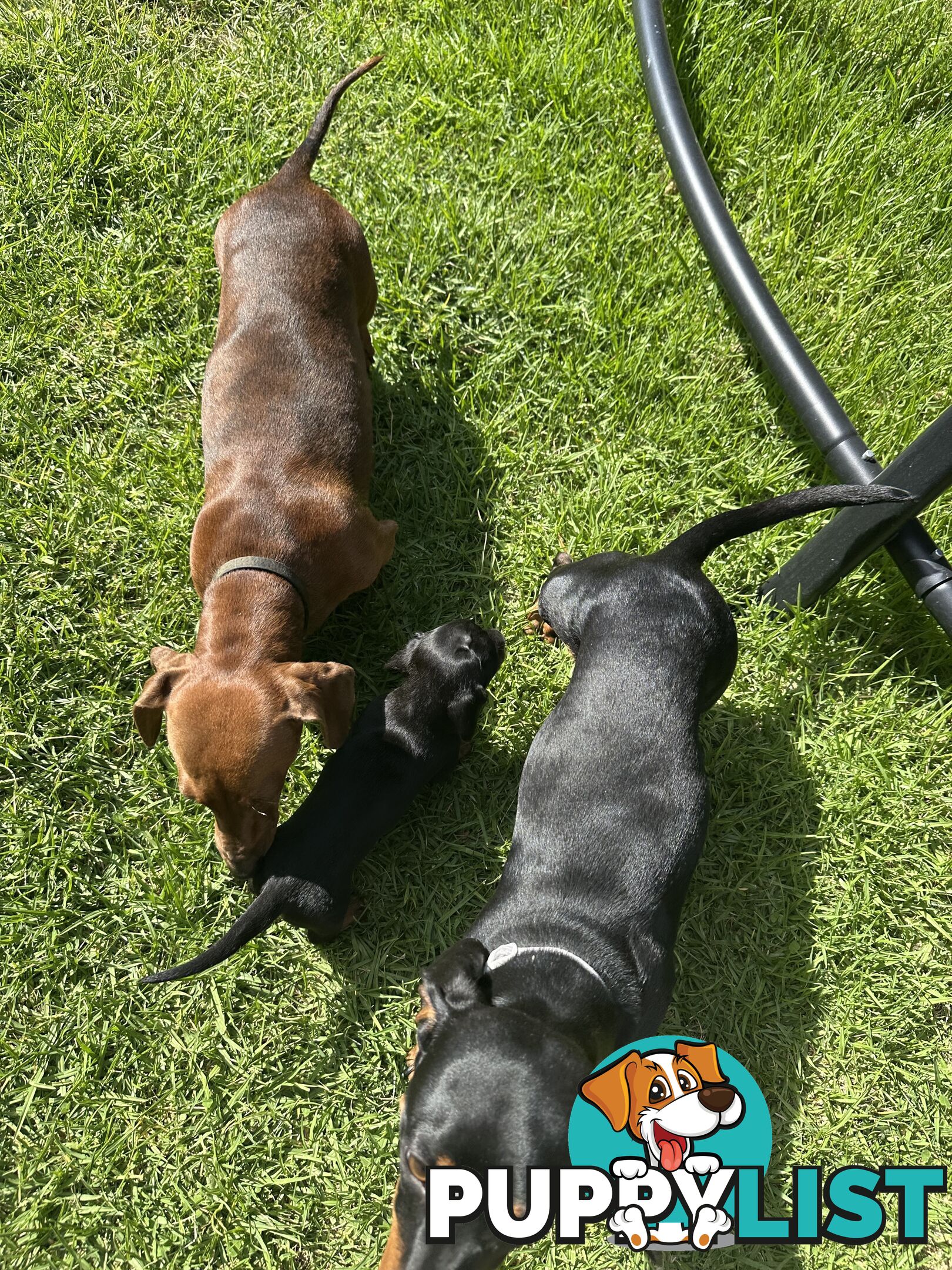 Purebred Dachshund Puppies