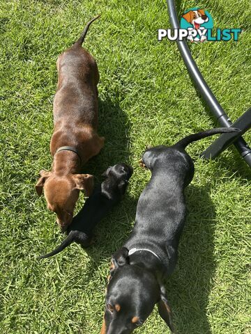 Purebred Dachshund Puppies