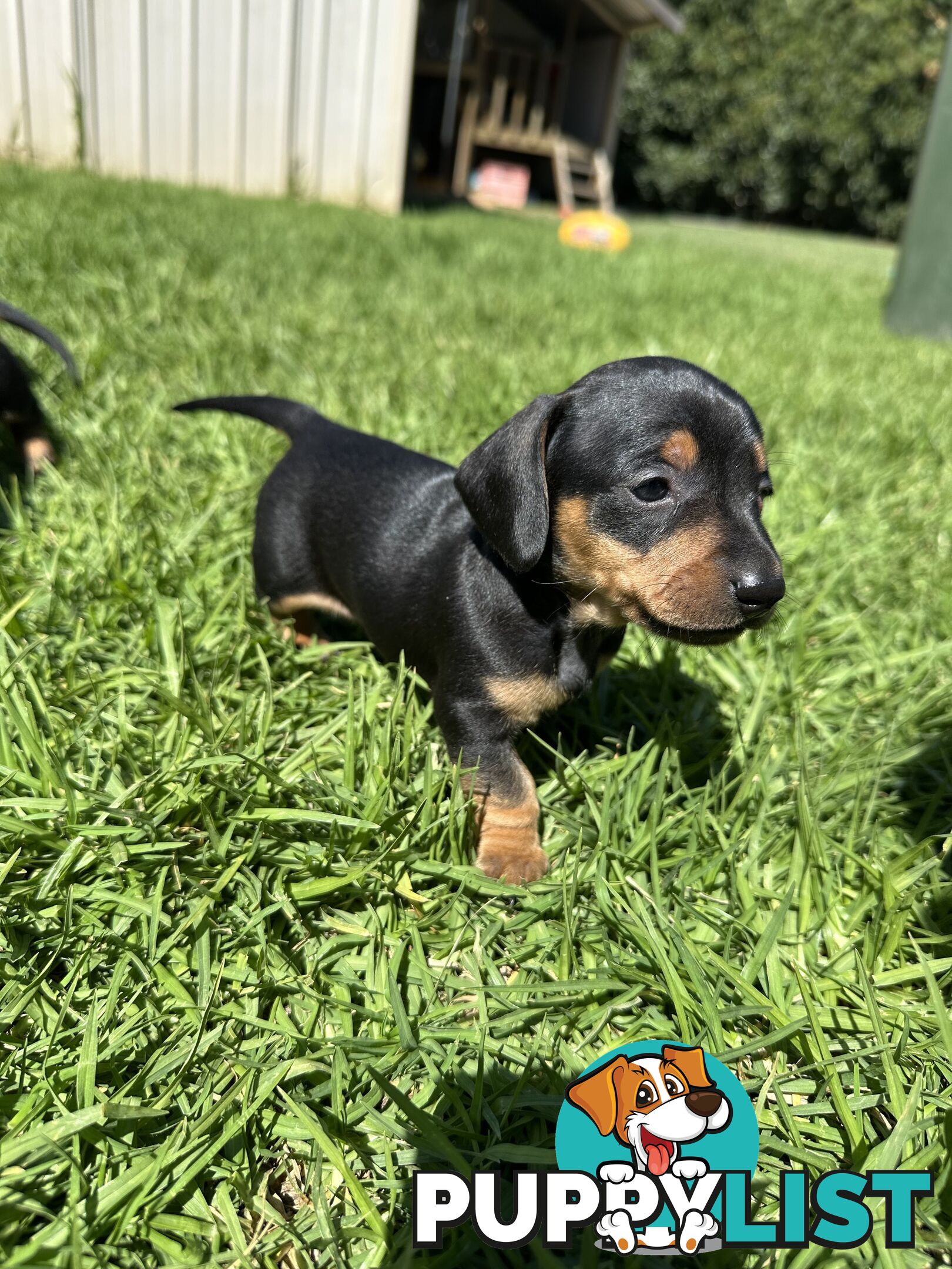 Purebred Dachshund Puppies