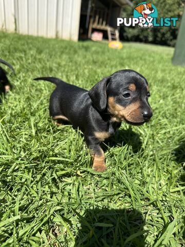 Purebred Dachshund Puppies