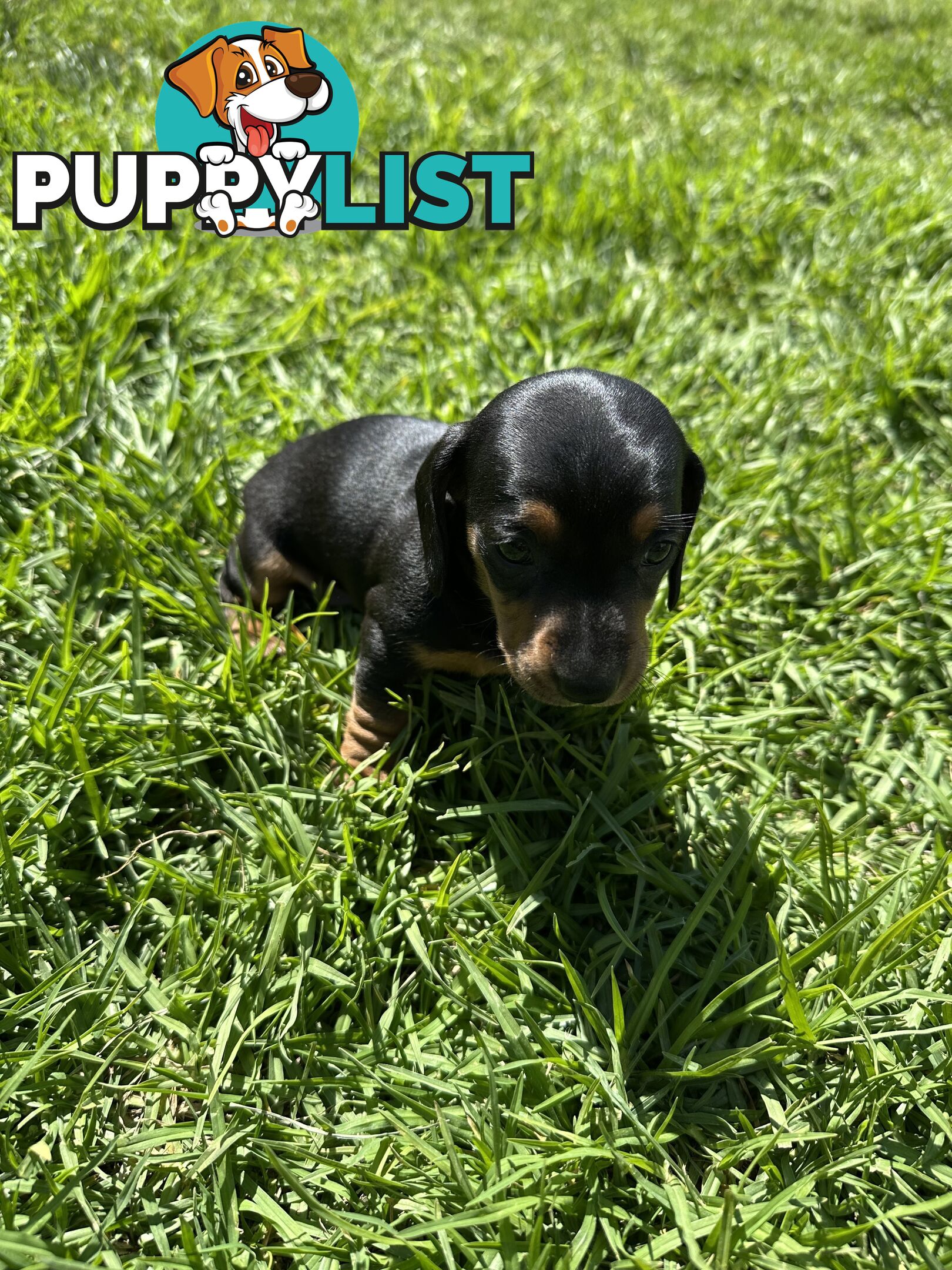 Purebred Dachshund Puppies