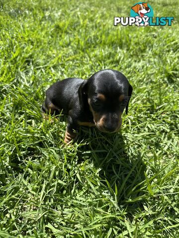 Purebred Dachshund Puppies