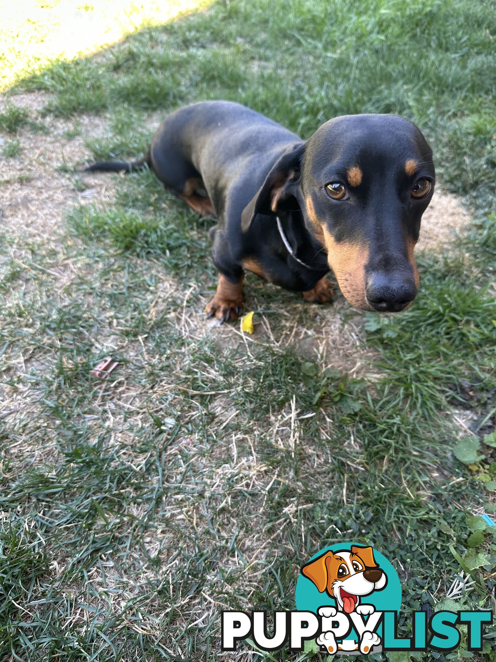 Purebred Dachshund Puppies