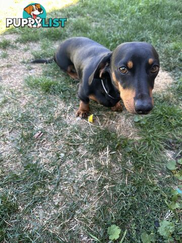 Purebred Dachshund Puppies