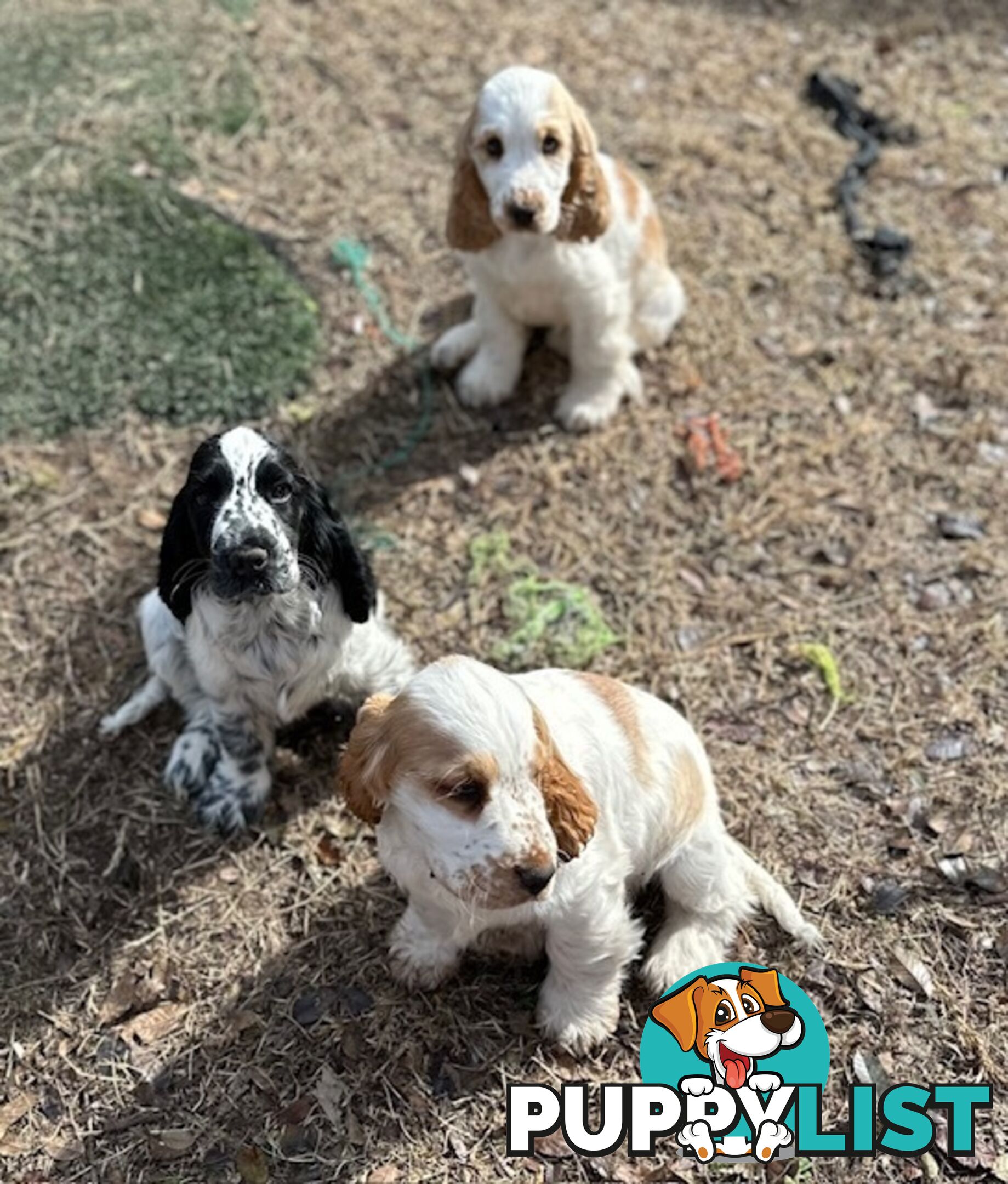 Cocker Spaniel Puppies 12 weeks old