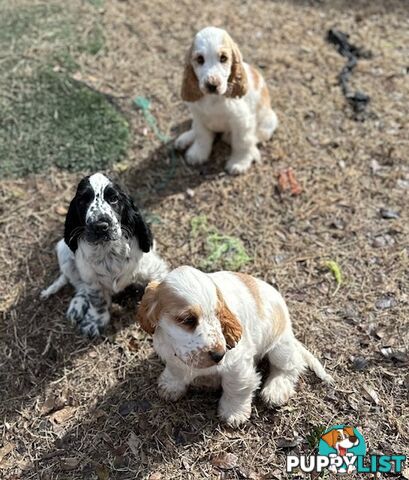 Cocker Spaniel Puppies 12 weeks old
