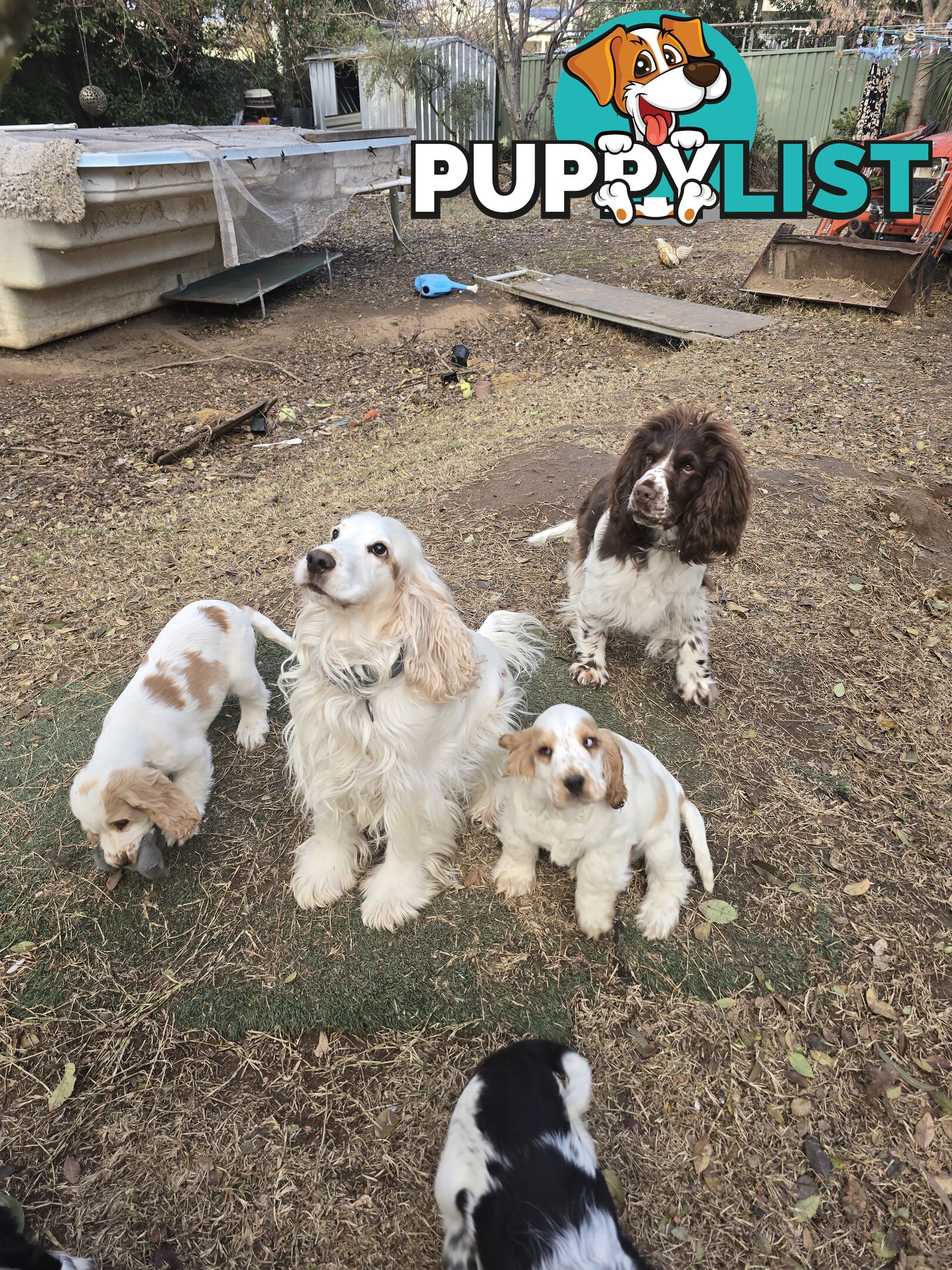 Cocker Spaniel Puppies 12 weeks old