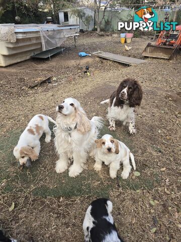 Cocker Spaniel Puppies 12 weeks old