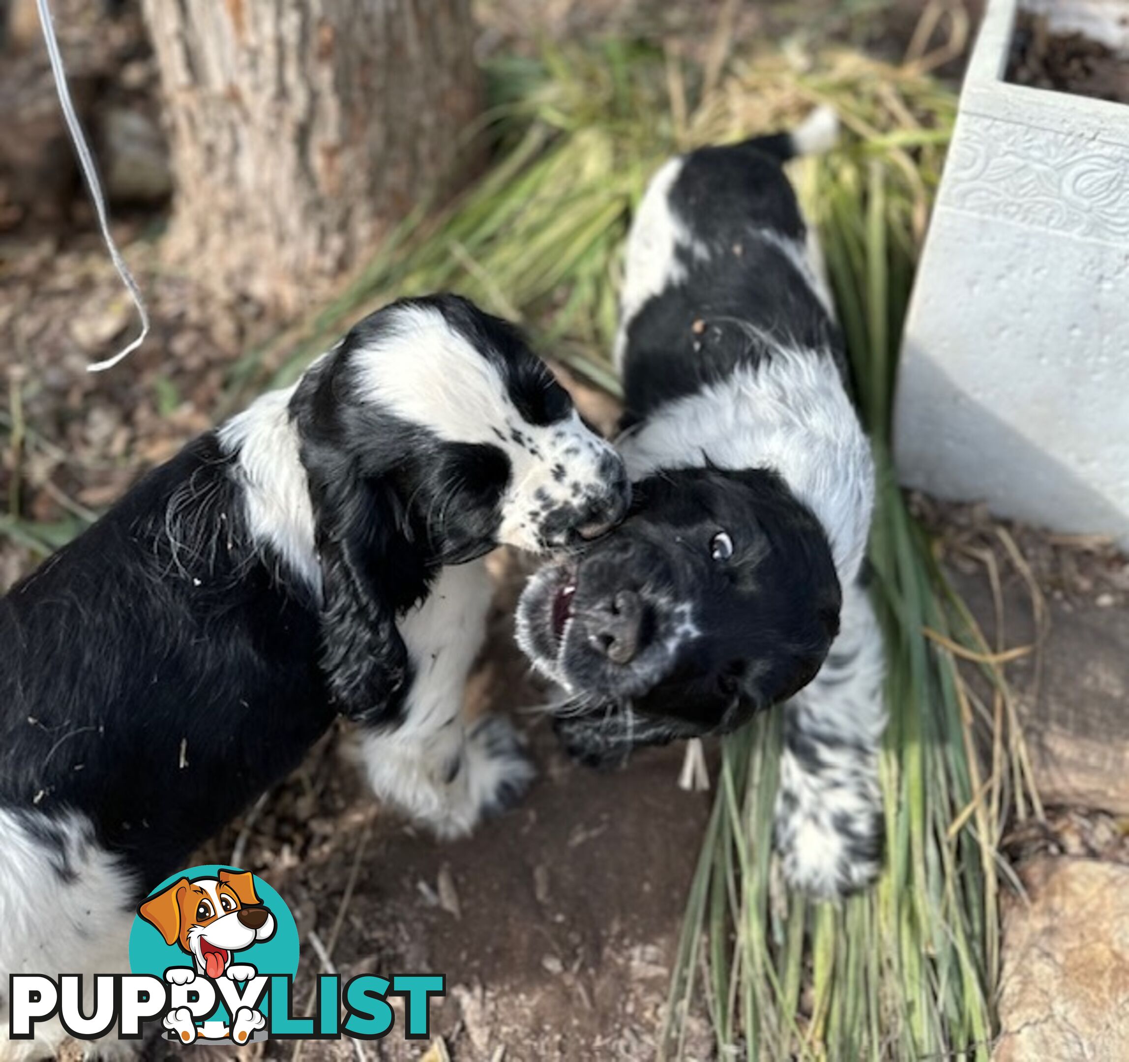 Cocker Spaniel Puppies 12 weeks old