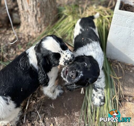 Cocker Spaniel Puppies 12 weeks old