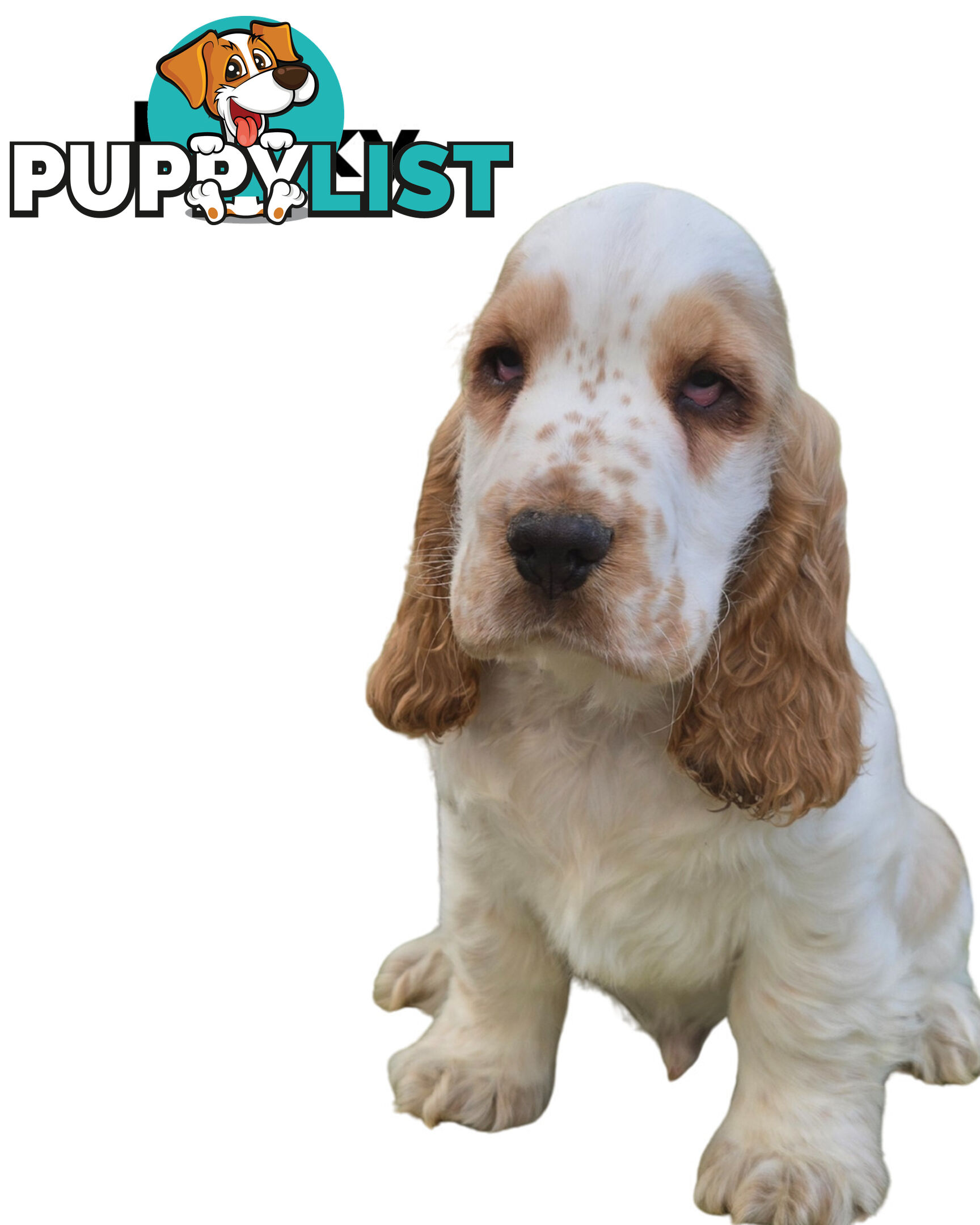 Cocker Spaniel Puppies 12 weeks old