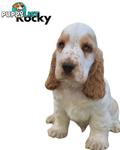 Cocker Spaniel Puppies 12 weeks old