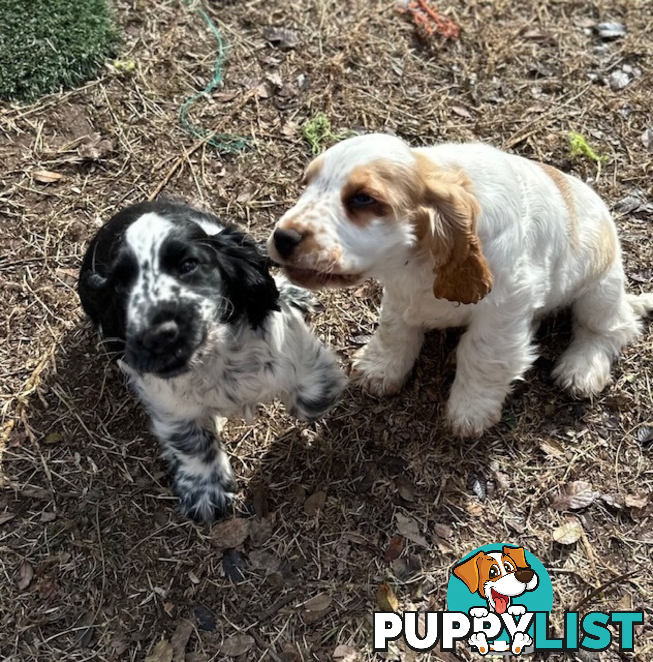 Cocker Spaniel Puppies 12 weeks old