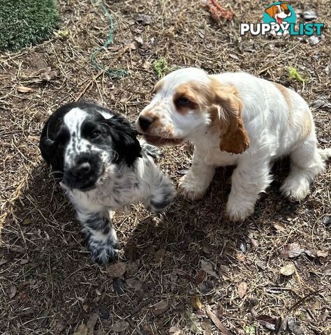 Cocker Spaniel Puppies 12 weeks old