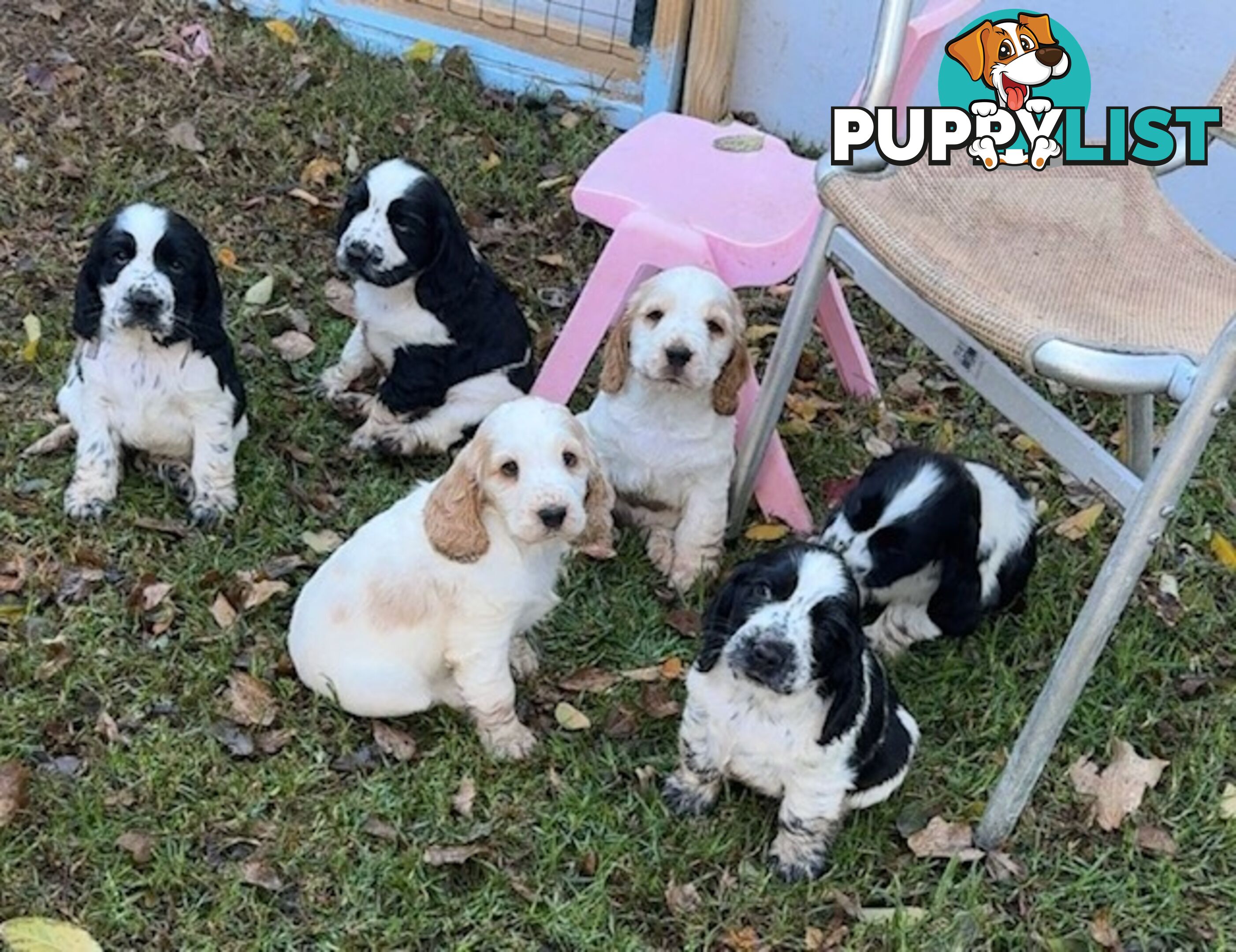 Cocker Spaniel Puppies 12 weeks old