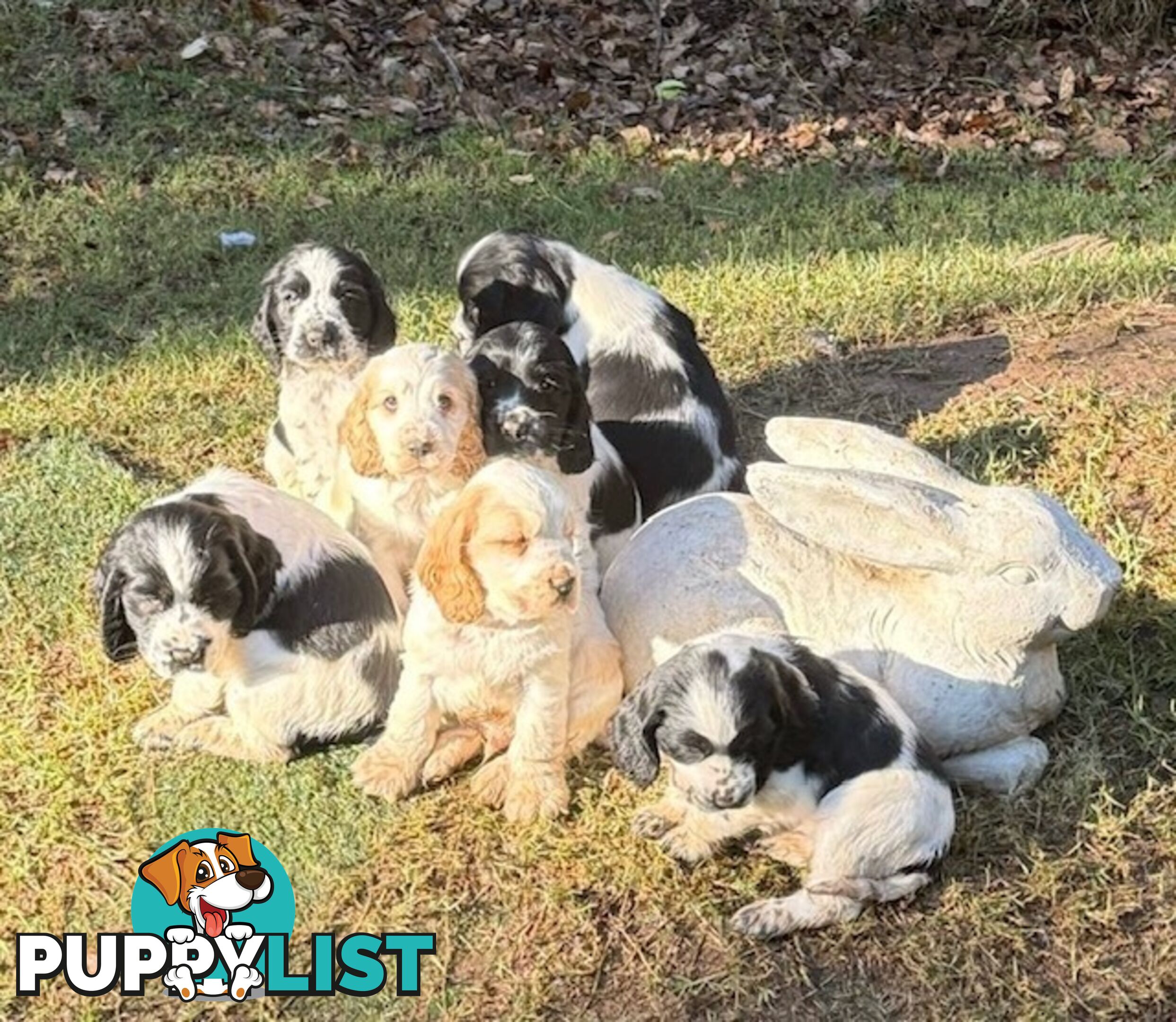 Cocker Spaniel Puppies 12 weeks old