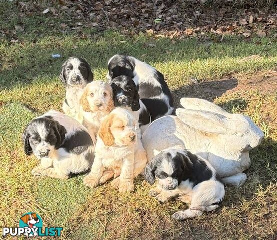 Cocker Spaniel Puppies 12 weeks old