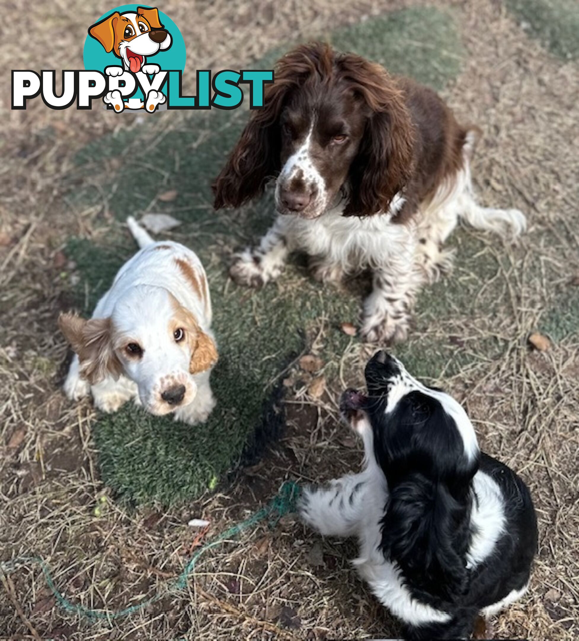 Cocker Spaniel Puppies 12 weeks old