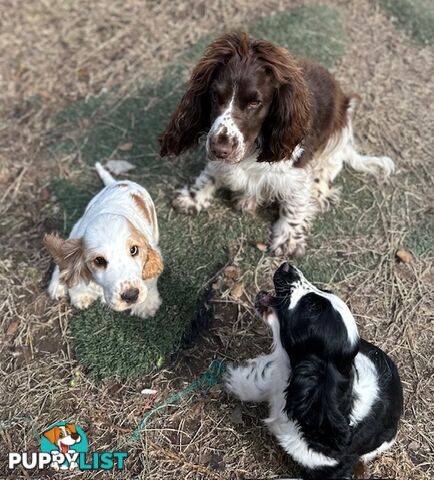 Cocker Spaniel Puppies 12 weeks old
