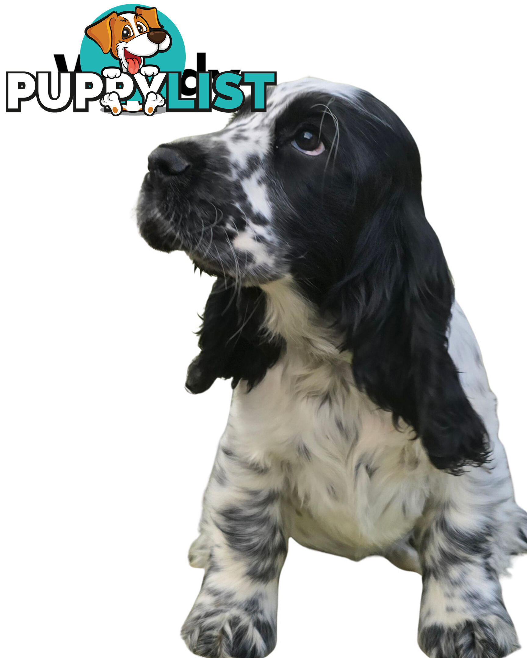 Cocker Spaniel Puppies 12 weeks old