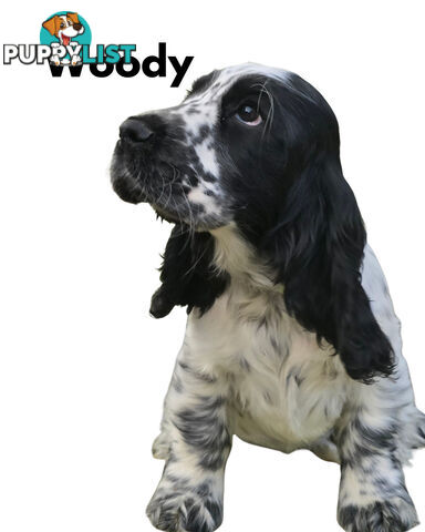 Cocker Spaniel Puppies 12 weeks old