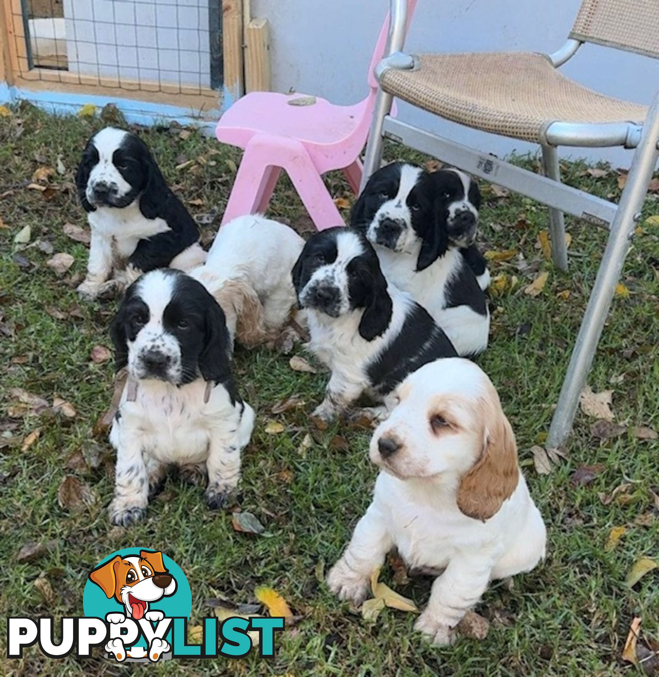 Cocker Spaniel Puppies 12 weeks old