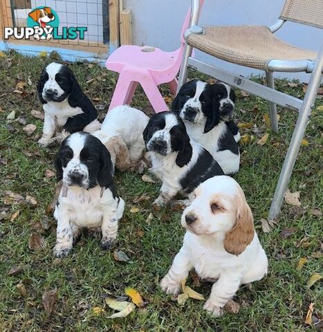 Cocker Spaniel Puppies 12 weeks old