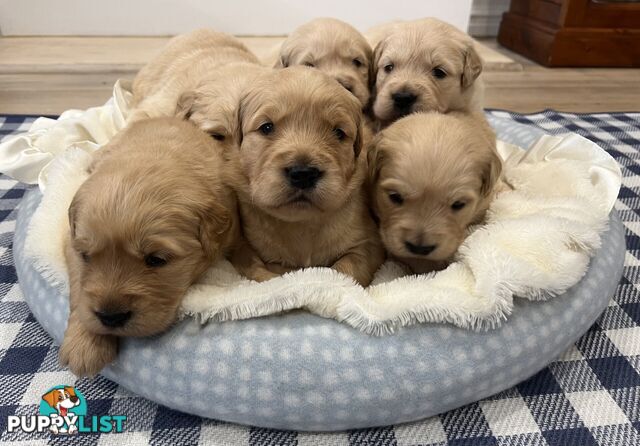 Beautiful Pure Bred Golden Retriever Puppies