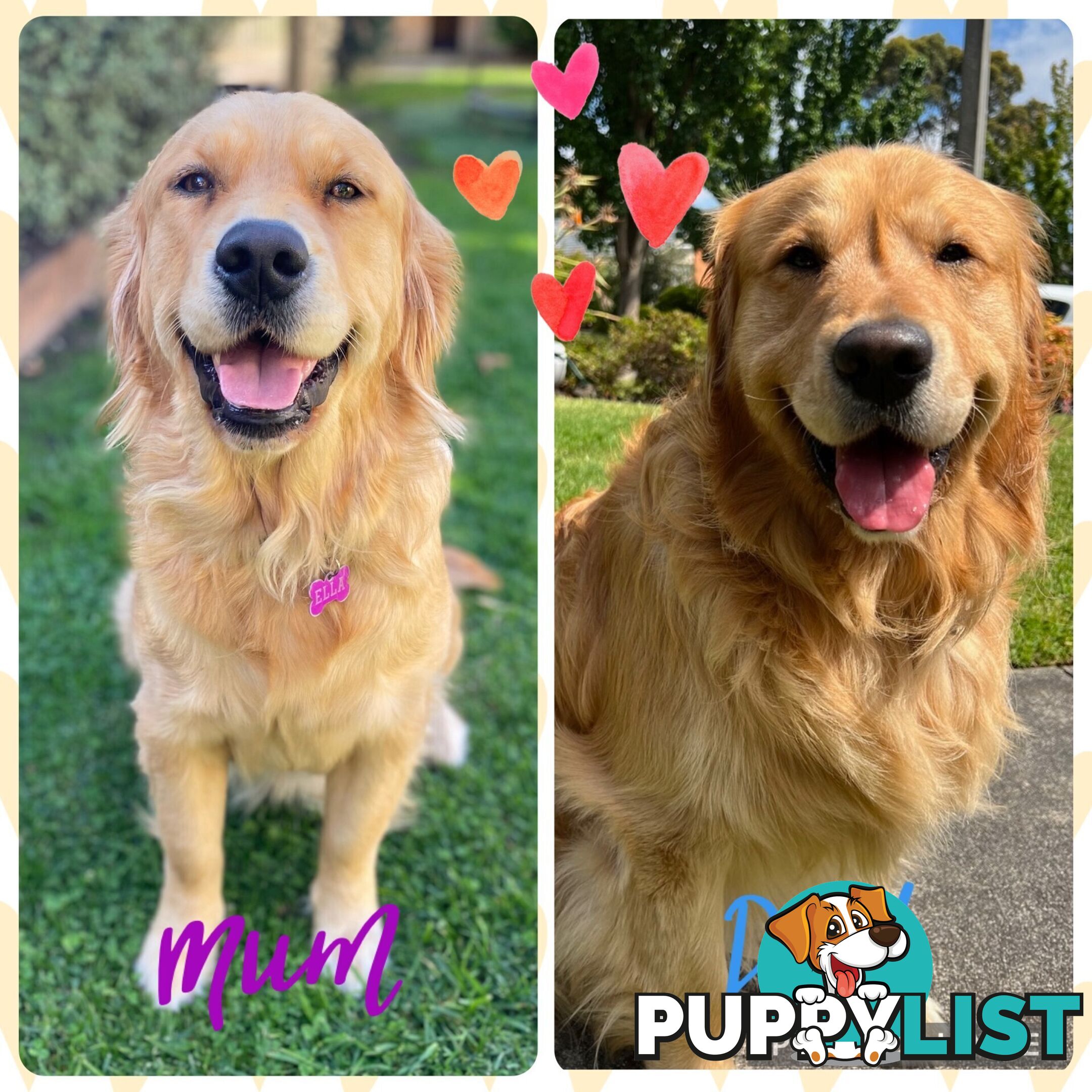 Beautiful Pure Bred Golden Retriever Puppies