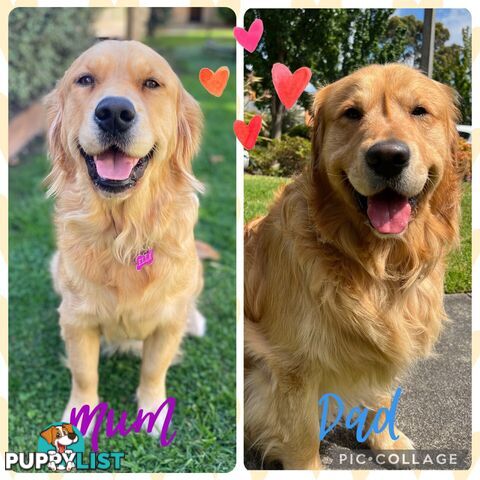 Beautiful Pure Bred Golden Retriever Puppies
