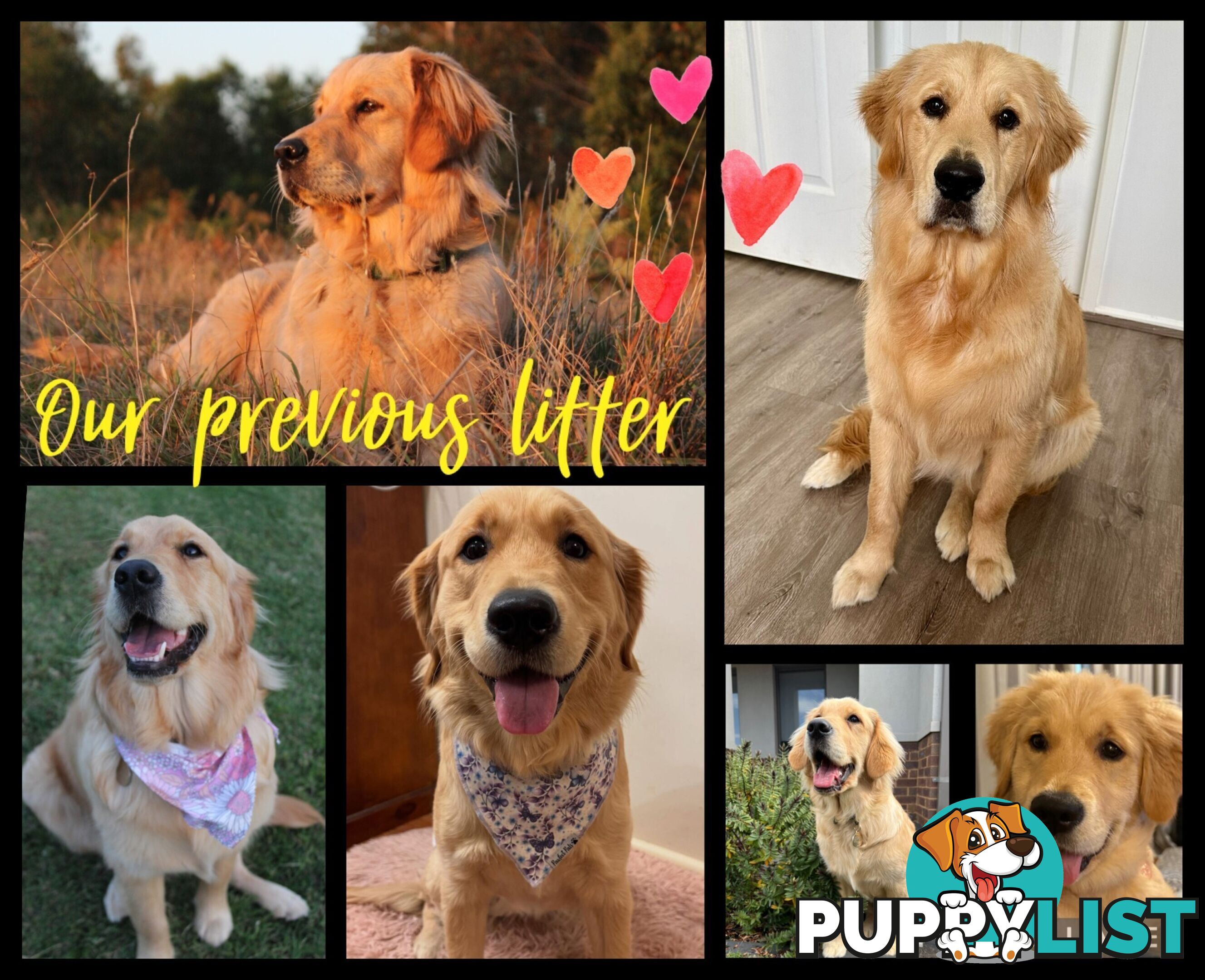 Beautiful Pure Bred Golden Retriever Puppies