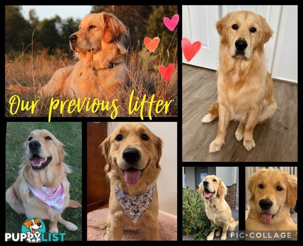 Beautiful Pure Bred Golden Retriever Puppies