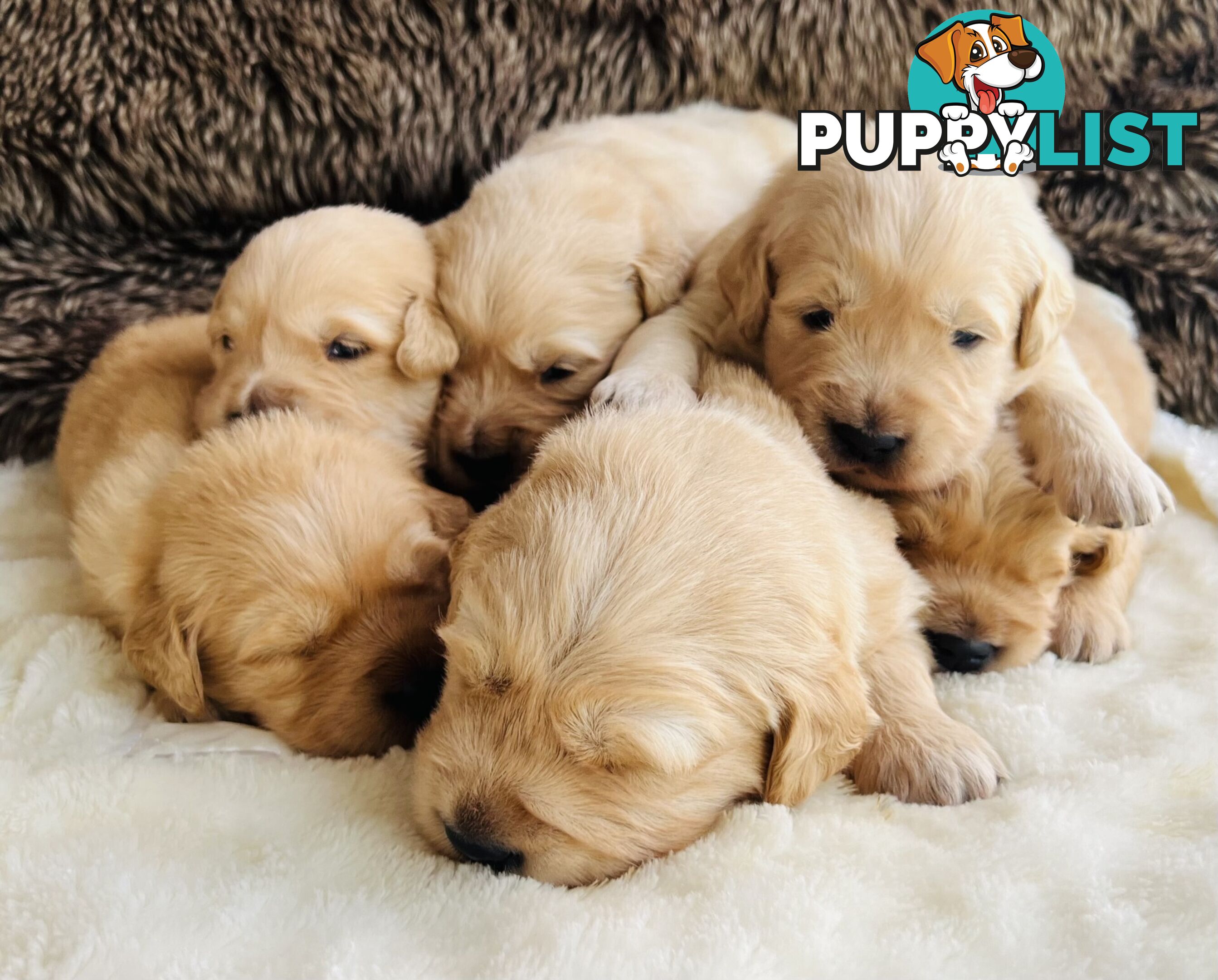 Beautiful Pure Bred Golden Retriever Puppies
