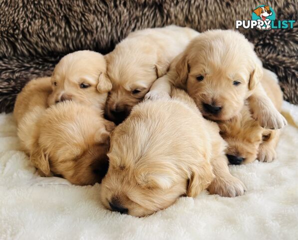 Beautiful Pure Bred Golden Retriever Puppies