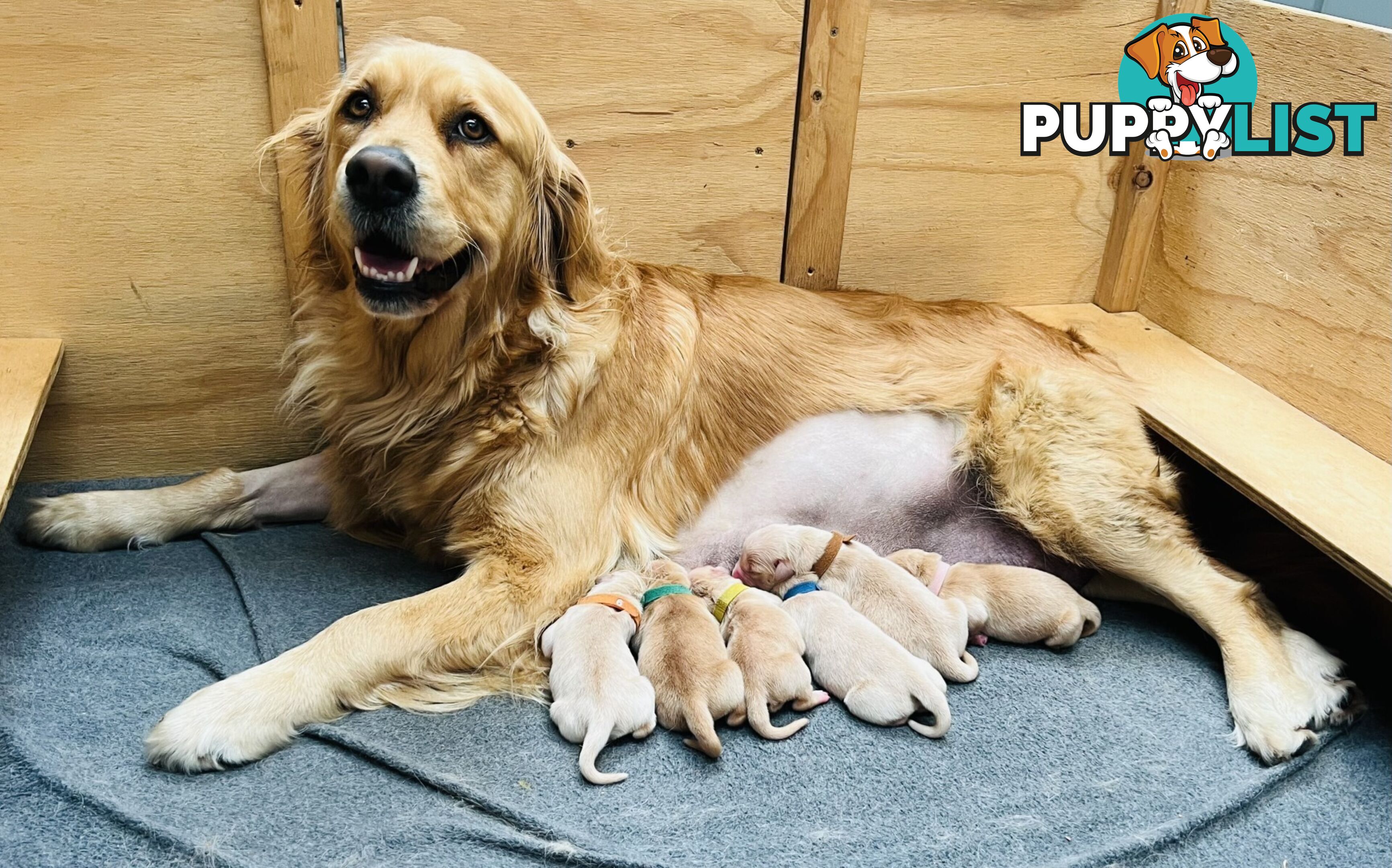 Beautiful Pure Bred Golden Retriever Puppies
