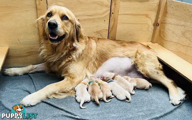 Beautiful Pure Bred Golden Retriever Puppies