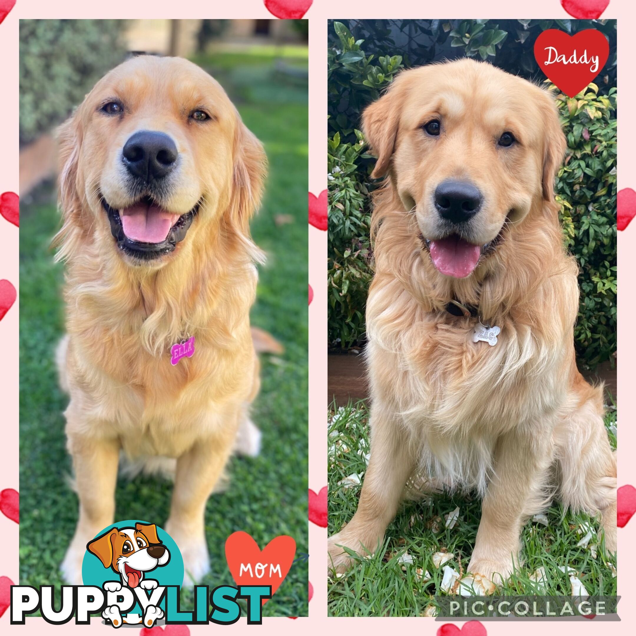 Beautiful Pure Bred Golden Retriever Puppies