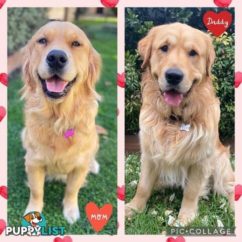Beautiful Pure Bred Golden Retriever Puppies