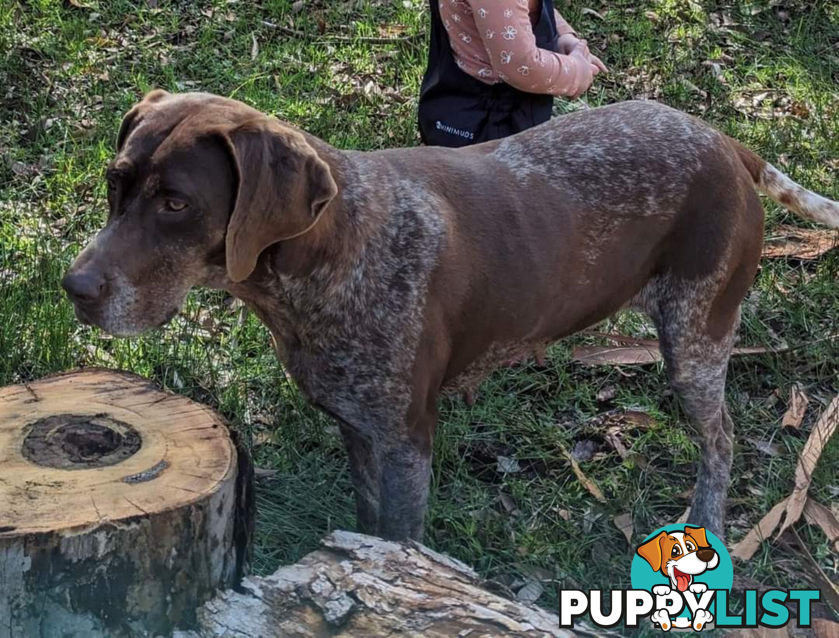 German shorthaired pointers